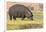 Botswana. Chobe National Park. Hippo Grazing Near the Chobe River-Inger Hogstrom-Framed Photographic Print