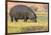 Botswana. Chobe National Park. Hippo Grazing Near the Chobe River-Inger Hogstrom-Framed Photographic Print