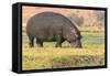 Botswana. Chobe National Park. Hippo Grazing Near the Chobe River-Inger Hogstrom-Framed Stretched Canvas