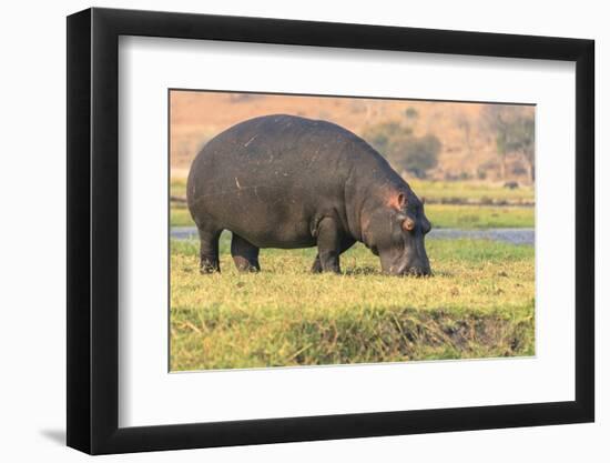 Botswana. Chobe National Park. Hippo Grazing Near the Chobe River-Inger Hogstrom-Framed Premium Photographic Print