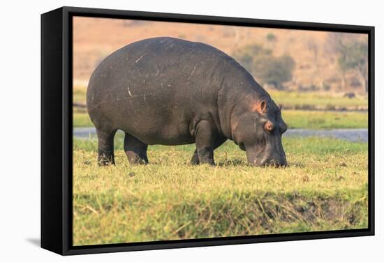 Botswana. Chobe National Park. Hippo Grazing Near the Chobe River-Inger Hogstrom-Framed Stretched Canvas
