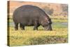 Botswana. Chobe National Park. Hippo Grazing Near the Chobe River-Inger Hogstrom-Stretched Canvas