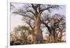 Botswana. Chobe National Park. Savuti. Baobab Trees with Branches Like Gnarled Hands-Inger Hogstrom-Framed Premium Photographic Print