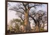 Botswana. Chobe National Park. Savuti. Baobab Trees with Branches Like Gnarled Hands-Inger Hogstrom-Framed Premium Photographic Print