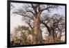 Botswana. Chobe National Park. Savuti. Baobab Trees with Branches Like Gnarled Hands-Inger Hogstrom-Framed Premium Photographic Print