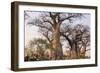 Botswana. Chobe National Park. Savuti. Baobab Trees with Branches Like Gnarled Hands-Inger Hogstrom-Framed Photographic Print