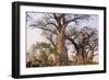 Botswana. Chobe National Park. Savuti. Baobab Trees with Branches Like Gnarled Hands-Inger Hogstrom-Framed Photographic Print