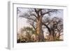 Botswana. Chobe National Park. Savuti. Baobab Trees with Branches Like Gnarled Hands-Inger Hogstrom-Framed Photographic Print