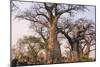 Botswana. Chobe National Park. Savuti. Baobab Trees with Branches Like Gnarled Hands-Inger Hogstrom-Mounted Photographic Print