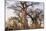 Botswana. Chobe National Park. Savuti. Baobab Trees with Branches Like Gnarled Hands-Inger Hogstrom-Mounted Photographic Print