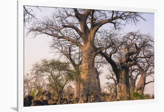 Botswana. Chobe National Park. Savuti. Baobab Trees with Branches Like Gnarled Hands-Inger Hogstrom-Framed Photographic Print