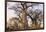 Botswana. Chobe National Park. Savuti. Baobab Trees with Branches Like Gnarled Hands-Inger Hogstrom-Framed Photographic Print