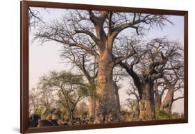 Botswana. Chobe National Park. Savuti. Baobab Trees with Branches Like Gnarled Hands-Inger Hogstrom-Framed Photographic Print