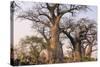 Botswana. Chobe National Park. Savuti. Baobab Trees with Branches Like Gnarled Hands-Inger Hogstrom-Stretched Canvas