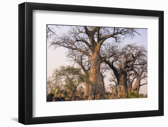Botswana. Chobe National Park. Savuti. Baobab Trees with Branches Like Gnarled Hands-Inger Hogstrom-Framed Premium Photographic Print