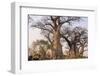 Botswana. Chobe National Park. Savuti. Baobab Trees with Branches Like Gnarled Hands-Inger Hogstrom-Framed Premium Photographic Print