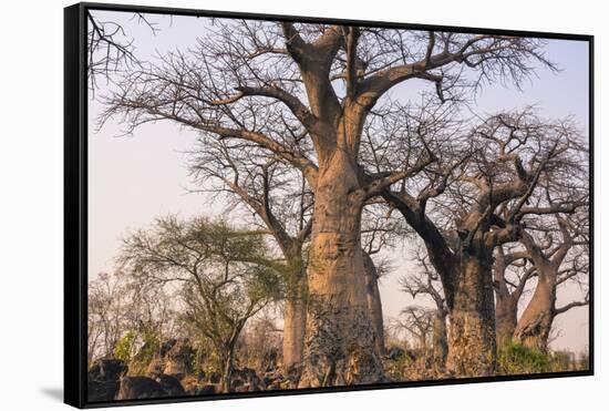 Botswana. Chobe National Park. Savuti. Baobab Trees with Branches Like Gnarled Hands-Inger Hogstrom-Framed Stretched Canvas