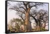 Botswana. Chobe National Park. Savuti. Baobab Trees with Branches Like Gnarled Hands-Inger Hogstrom-Framed Stretched Canvas