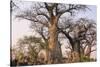 Botswana. Chobe National Park. Savuti. Baobab Trees with Branches Like Gnarled Hands-Inger Hogstrom-Stretched Canvas