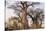 Botswana. Chobe National Park. Savuti. Baobab Trees with Branches Like Gnarled Hands-Inger Hogstrom-Stretched Canvas