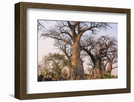 Botswana. Chobe National Park. Savuti. Baobab Trees with Branches Like Gnarled Hands-Inger Hogstrom-Framed Photographic Print