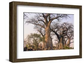 Botswana. Chobe National Park. Savuti. Baobab Trees with Branches Like Gnarled Hands-Inger Hogstrom-Framed Photographic Print