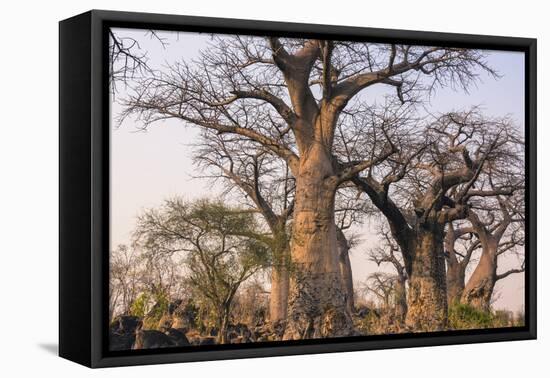 Botswana. Chobe National Park. Savuti. Baobab Trees with Branches Like Gnarled Hands-Inger Hogstrom-Framed Stretched Canvas
