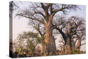 Botswana. Chobe National Park. Savuti. Baobab Trees with Branches Like Gnarled Hands-Inger Hogstrom-Stretched Canvas