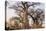 Botswana. Chobe National Park. Savuti. Baobab Trees with Branches Like Gnarled Hands-Inger Hogstrom-Stretched Canvas