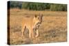 Botswana. Chobe National Park. Savuti. Female Lion on the Prowl-Inger Hogstrom-Stretched Canvas