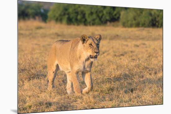 Botswana. Chobe National Park. Savuti. Female Lion on the Prowl-Inger Hogstrom-Mounted Premium Photographic Print