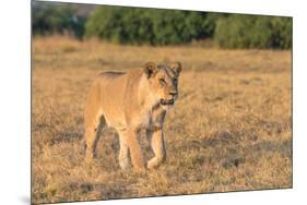 Botswana. Chobe National Park. Savuti. Female Lion on the Prowl-Inger Hogstrom-Mounted Premium Photographic Print