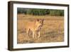 Botswana. Chobe National Park. Savuti. Female Lion on the Prowl-Inger Hogstrom-Framed Photographic Print