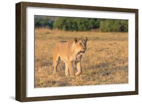 Botswana. Chobe National Park. Savuti. Female Lion on the Prowl-Inger Hogstrom-Framed Photographic Print