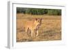 Botswana. Chobe National Park. Savuti. Female Lion on the Prowl-Inger Hogstrom-Framed Photographic Print