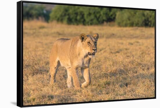 Botswana. Chobe National Park. Savuti. Female Lion on the Prowl-Inger Hogstrom-Framed Stretched Canvas