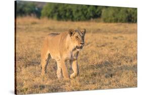 Botswana. Chobe National Park. Savuti. Female Lion on the Prowl-Inger Hogstrom-Stretched Canvas