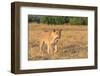 Botswana. Chobe National Park. Savuti. Female Lion on the Prowl-Inger Hogstrom-Framed Photographic Print