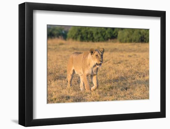 Botswana. Chobe National Park. Savuti. Female Lion on the Prowl-Inger Hogstrom-Framed Photographic Print
