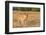 Botswana. Chobe National Park. Savuti. Female Lion on the Prowl-Inger Hogstrom-Framed Photographic Print