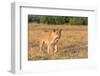 Botswana. Chobe National Park. Savuti. Female Lion on the Prowl-Inger Hogstrom-Framed Photographic Print