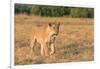 Botswana. Chobe National Park. Savuti. Female Lion on the Prowl-Inger Hogstrom-Framed Photographic Print