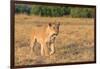 Botswana. Chobe National Park. Savuti. Female Lion on the Prowl-Inger Hogstrom-Framed Photographic Print