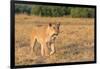 Botswana. Chobe National Park. Savuti. Female Lion on the Prowl-Inger Hogstrom-Framed Photographic Print