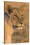 Botswana. Chobe National Park. Savuti. Female Lion-Inger Hogstrom-Stretched Canvas