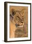 Botswana. Chobe National Park. Savuti. Female Lion-Inger Hogstrom-Framed Photographic Print