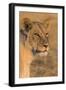 Botswana. Chobe National Park. Savuti. Female Lion-Inger Hogstrom-Framed Photographic Print