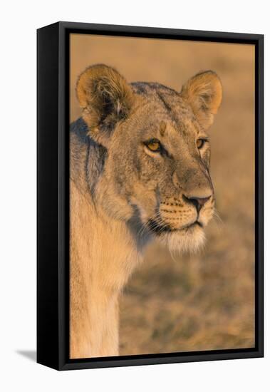 Botswana. Chobe National Park. Savuti. Female Lion-Inger Hogstrom-Framed Stretched Canvas