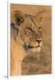 Botswana. Chobe National Park. Savuti. Female Lion-Inger Hogstrom-Framed Photographic Print