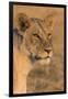 Botswana. Chobe National Park. Savuti. Female Lion-Inger Hogstrom-Framed Photographic Print